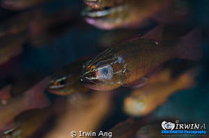 D I S A B L E
Cardinal fish (Apogonidae)
Anilao, Philip... by Irwin Ang 